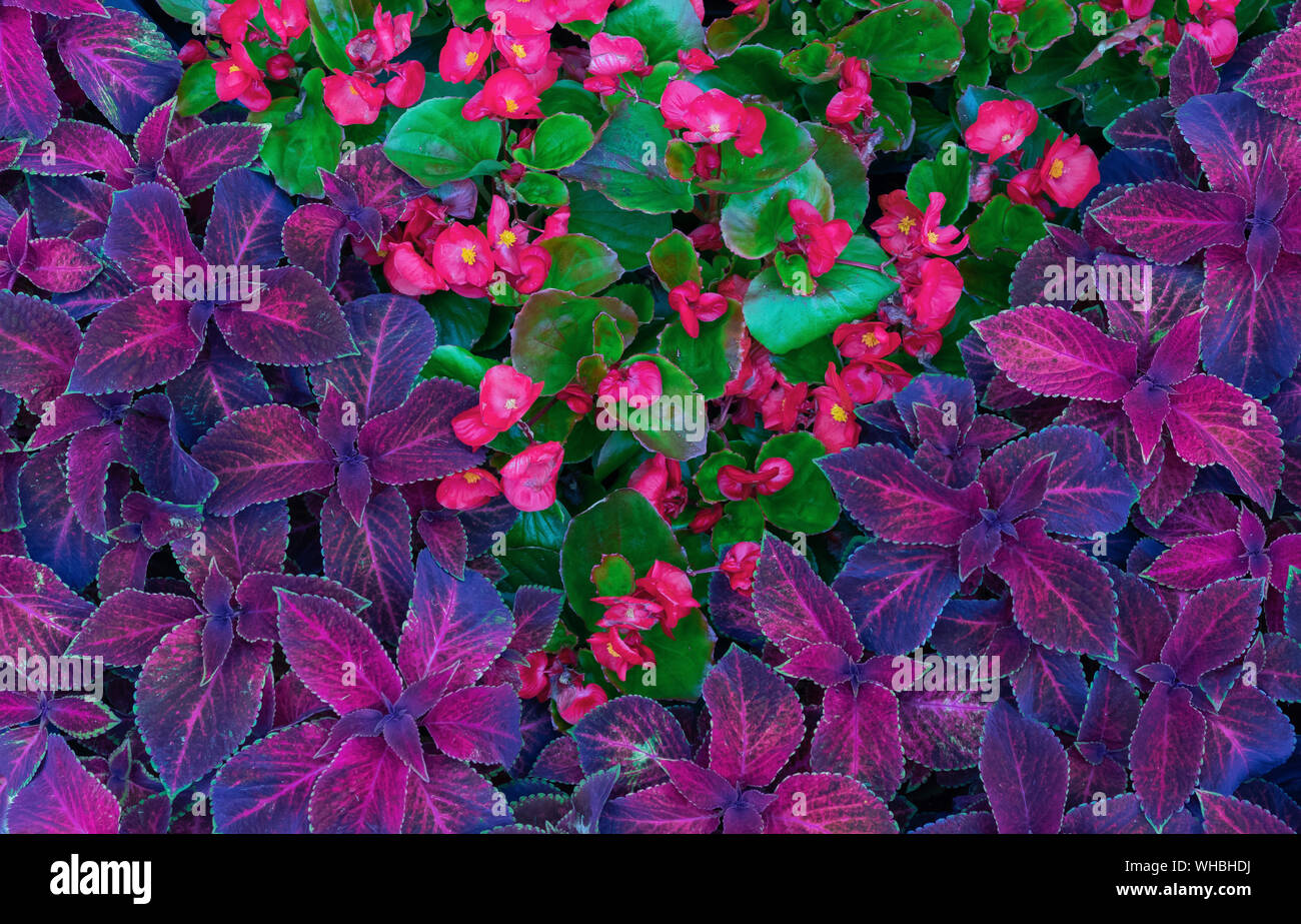 Coleus hybrid. Hintergrund mit Lila Blätter von coleus. Design. Stockfoto