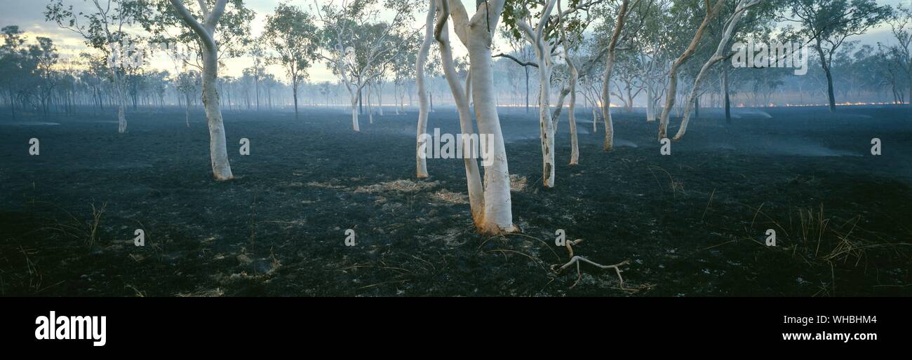 Buschfeuer sind Teil einer natürlichen Regeneration kann aber auch die Folge von Brandstiftung oder Dürre. Stockfoto