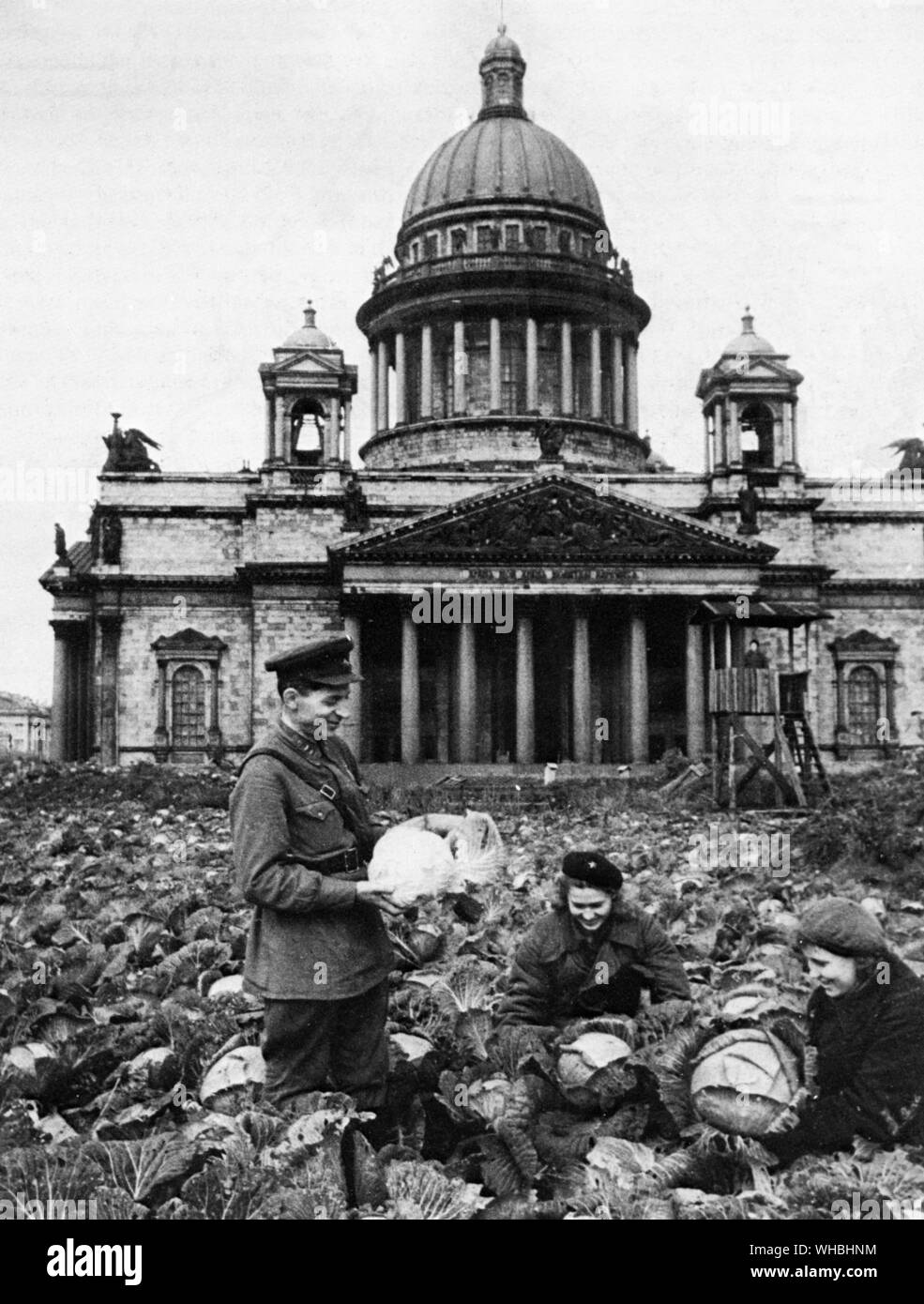 Wachsende Kohl in einer Zuteilung in Leningrad 1942. c. Stockfoto