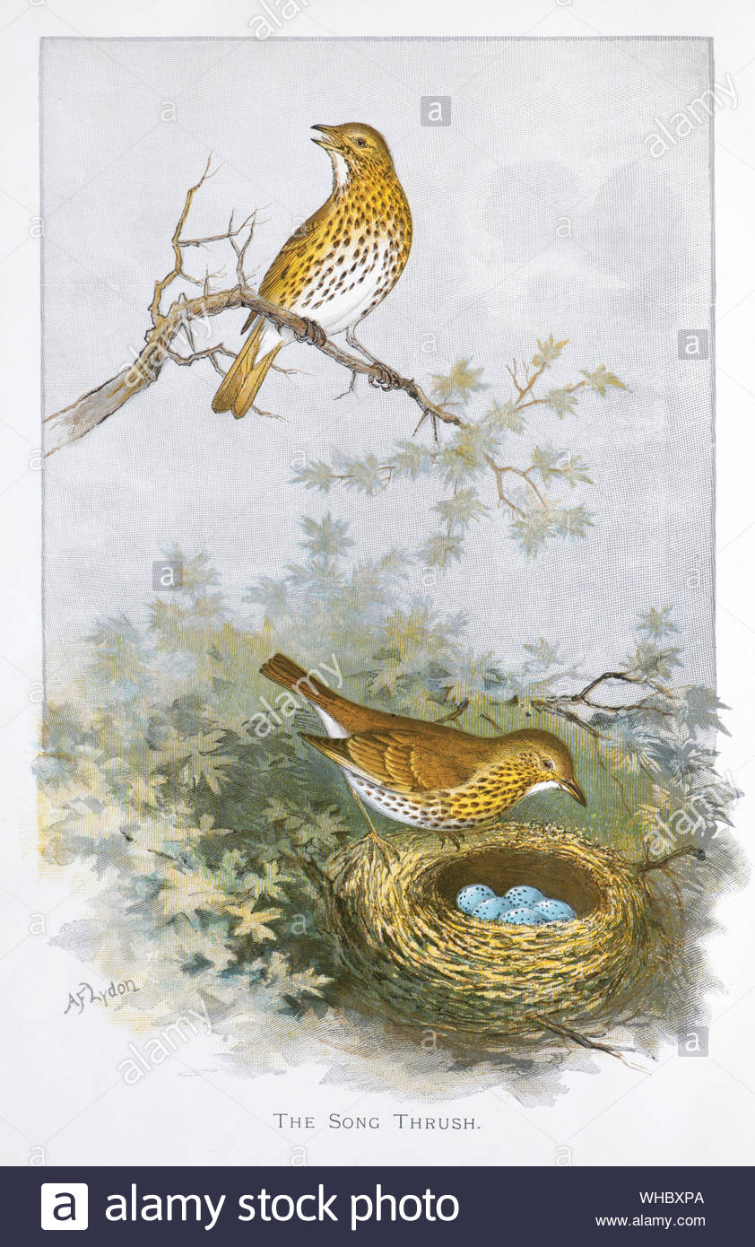 Paar Singdrossel (Turdus philomelos) am Nest mit Eiern, vintage Abbildung im Jahr 1898 veröffentlicht. Stockfoto
