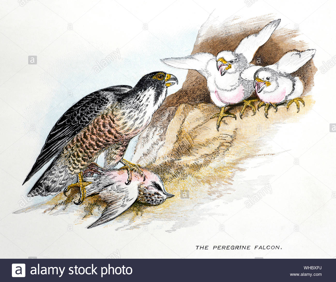 Wanderfalke (FALCO PEREGRINUS) am Nest Küken füttern, vintage Abbildung im Jahr 1898 veröffentlicht. Stockfoto