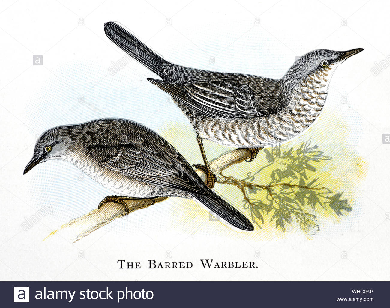 Warbler (Sylvia nisoria), vintage Abbildung 1898 veröffentlicht gesperrt Stockfoto