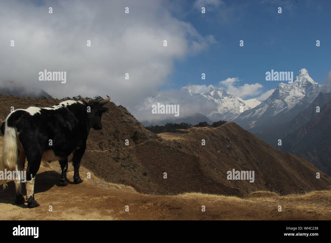 Kuh mit Blick auf die Ama Dablam Stockfoto