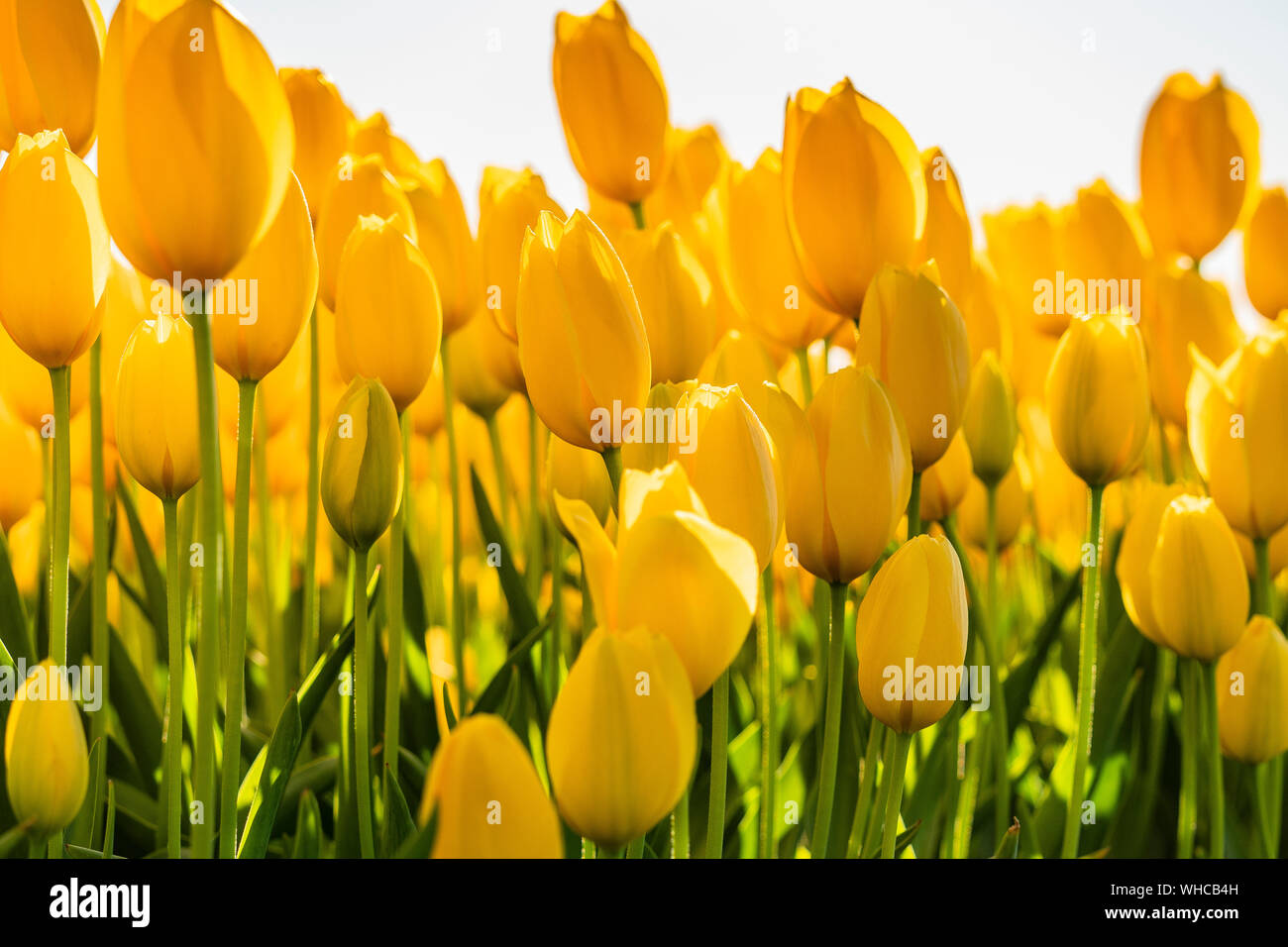 Gelbe Tulpen in der Sonne. Stockfoto