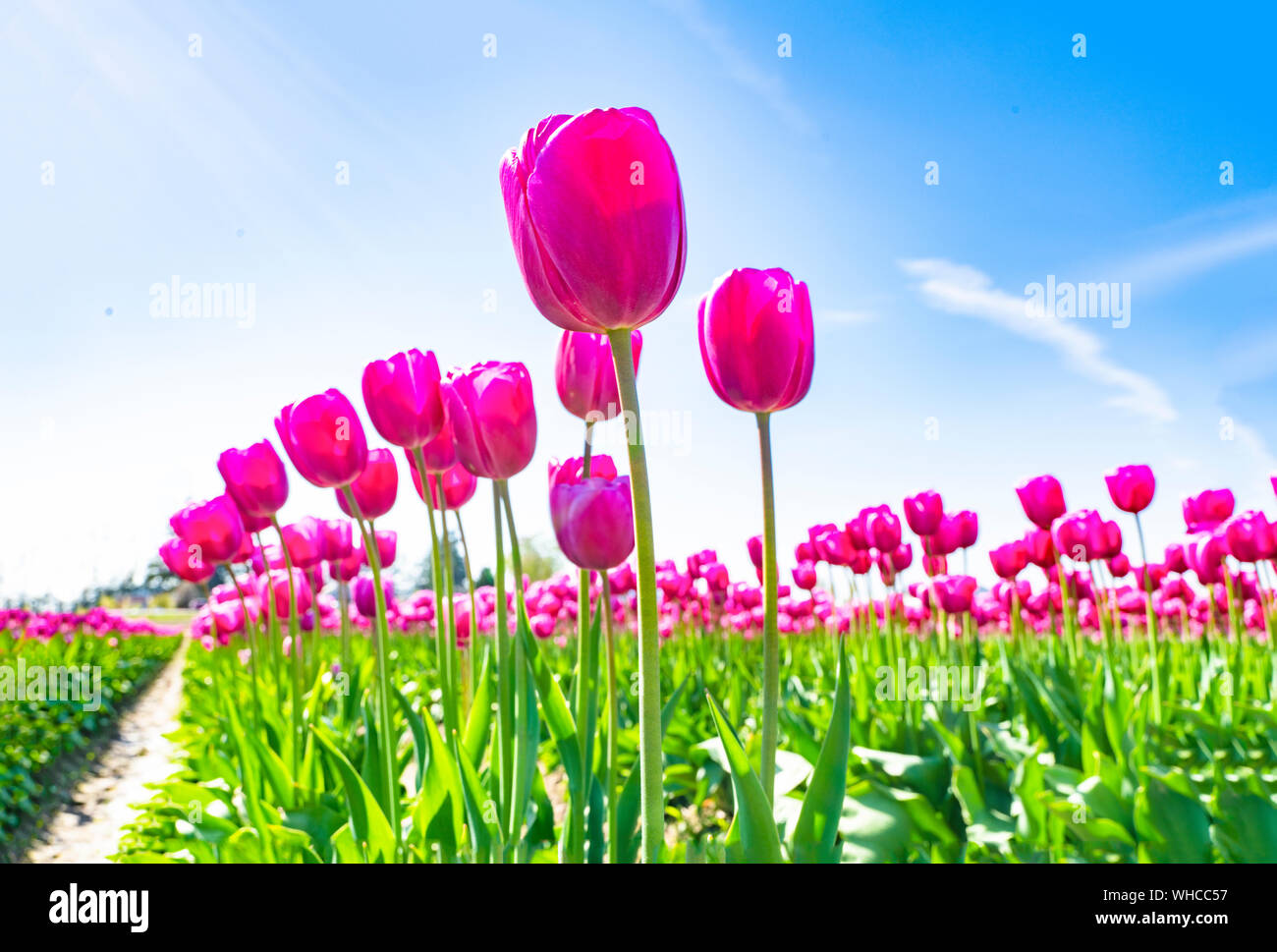 Rosa Tulpen vor einem blauen Himmel. Stockfoto