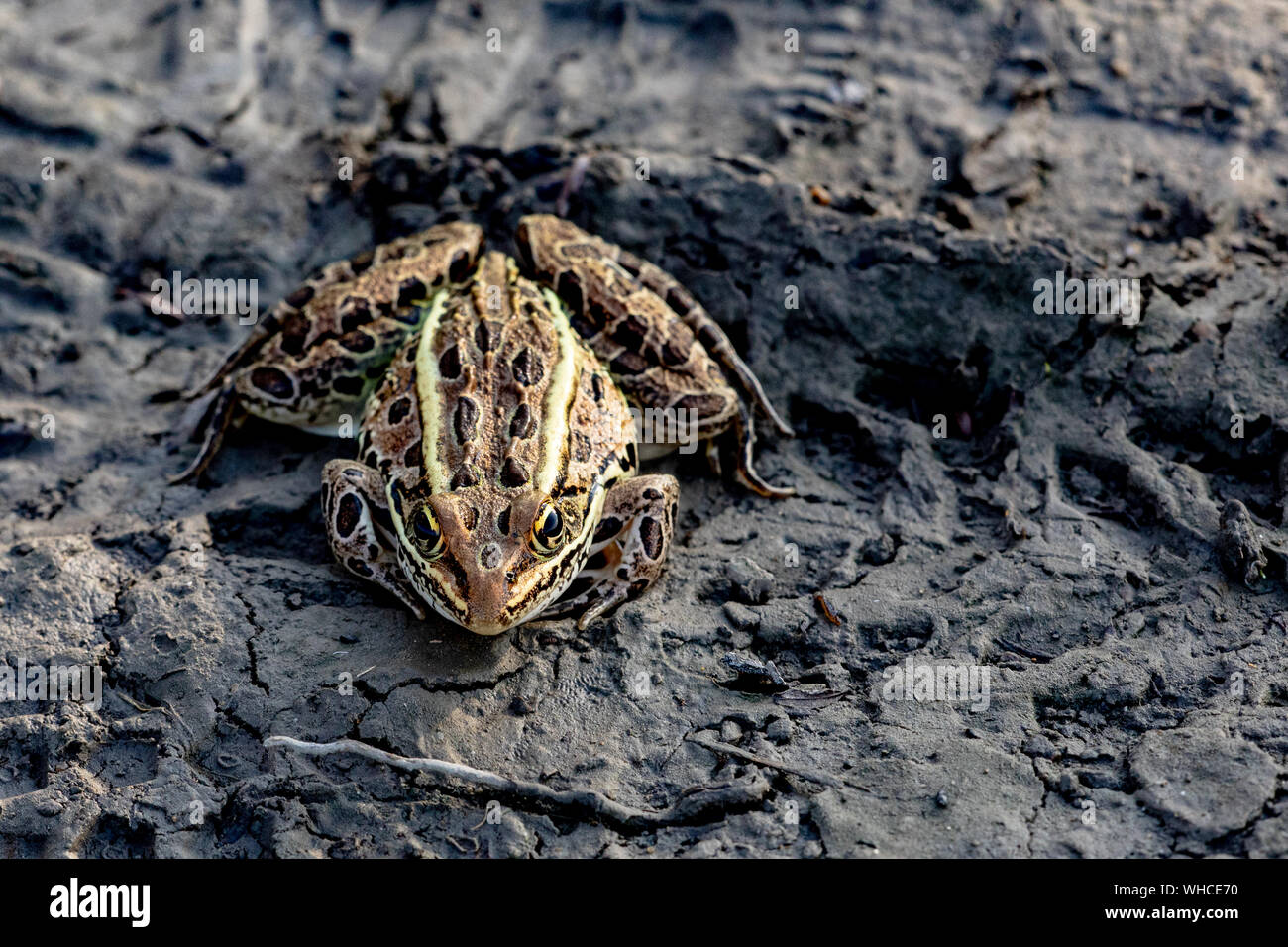 Braun und Gold Nothern Leopard Frog stand im Schlamm Stockfoto