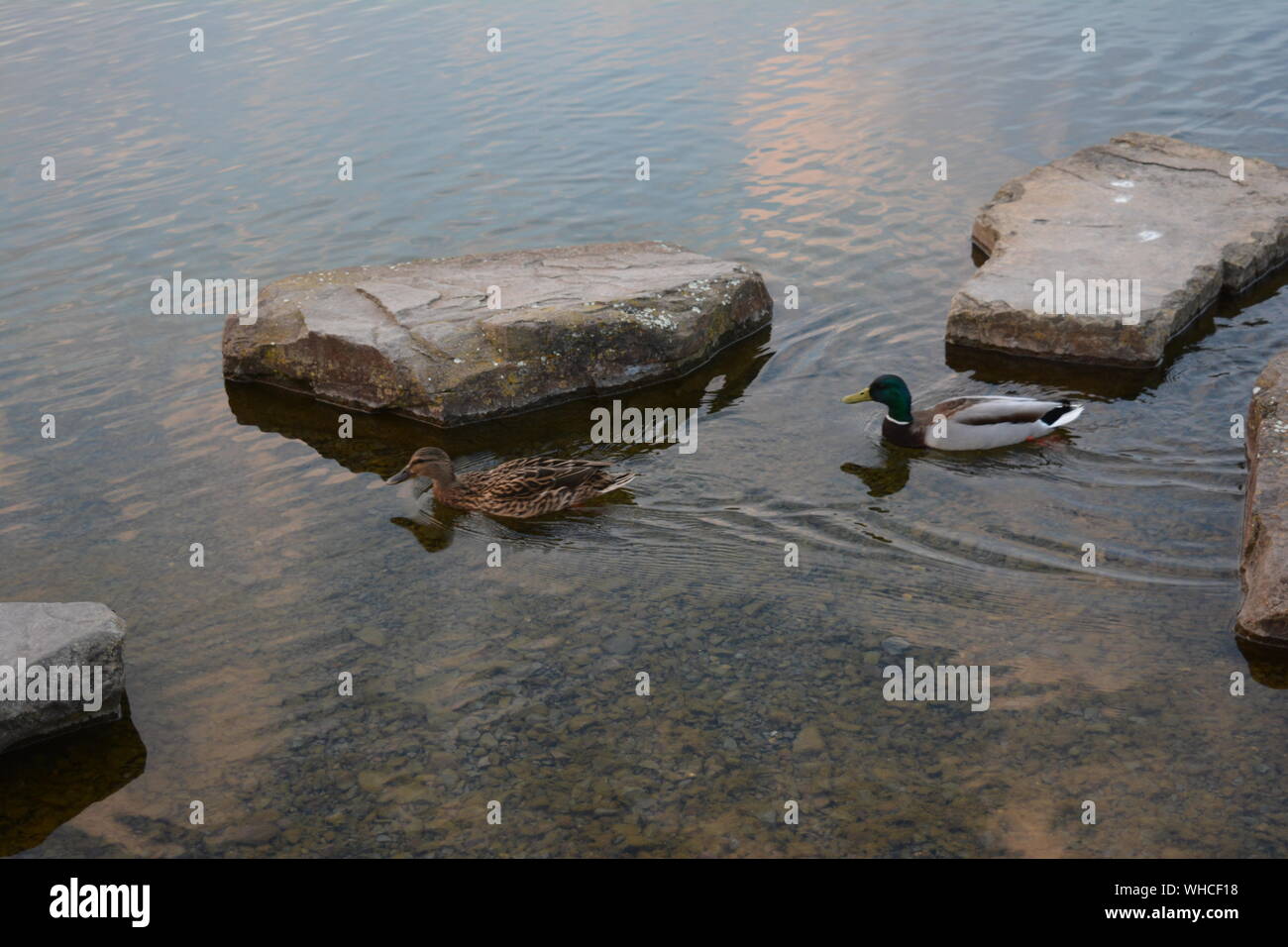 Ein Blick auf den See in Dortmund, Deutschland Stockfoto