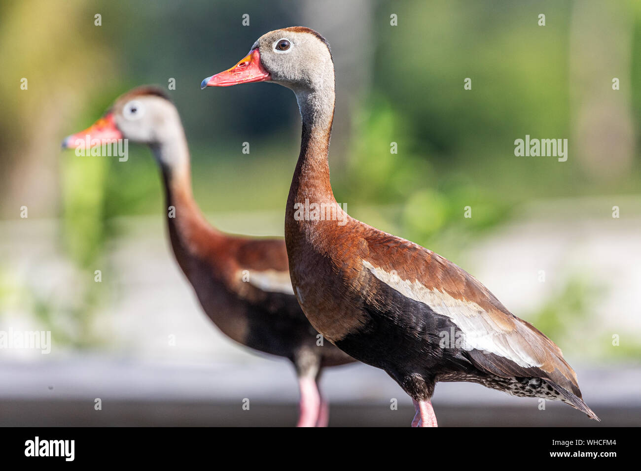 Schwarz-bellied pfeifen - duck Menschen beobachten Stockfoto