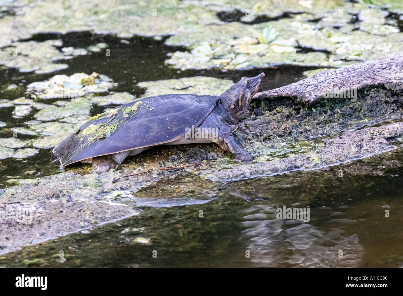 Florida softshell turtle Sonnenbaden Stockfoto