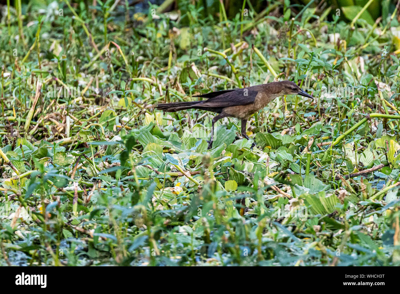 Weibliche Boot-tailed grackle Nahrungssuche Stockfoto