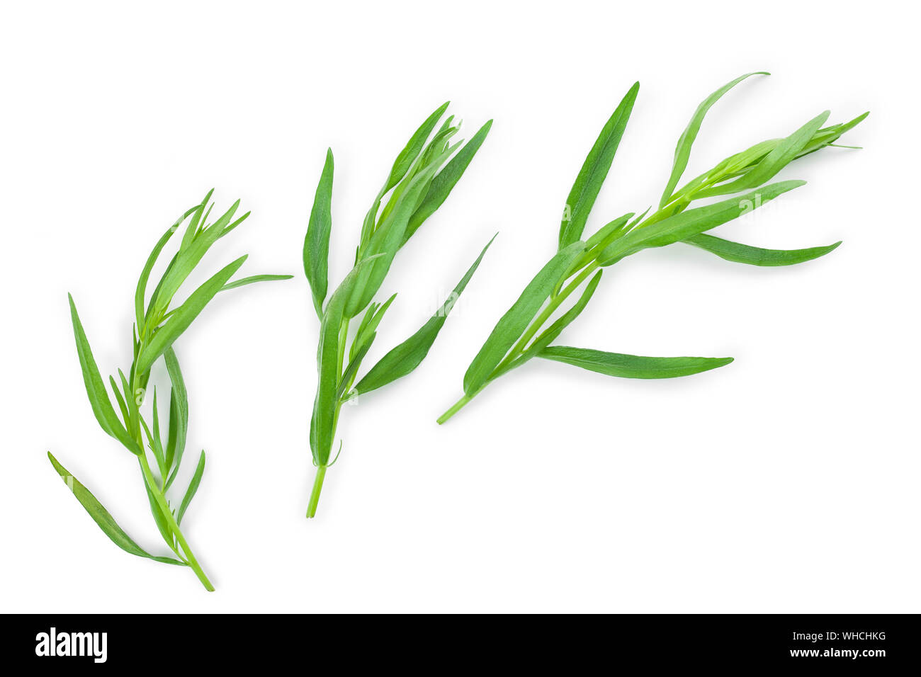 Estragon oder Estragon auf einem weißen Hintergrund. Artemisia dracunculus. Ansicht von oben. Flach. Stockfoto
