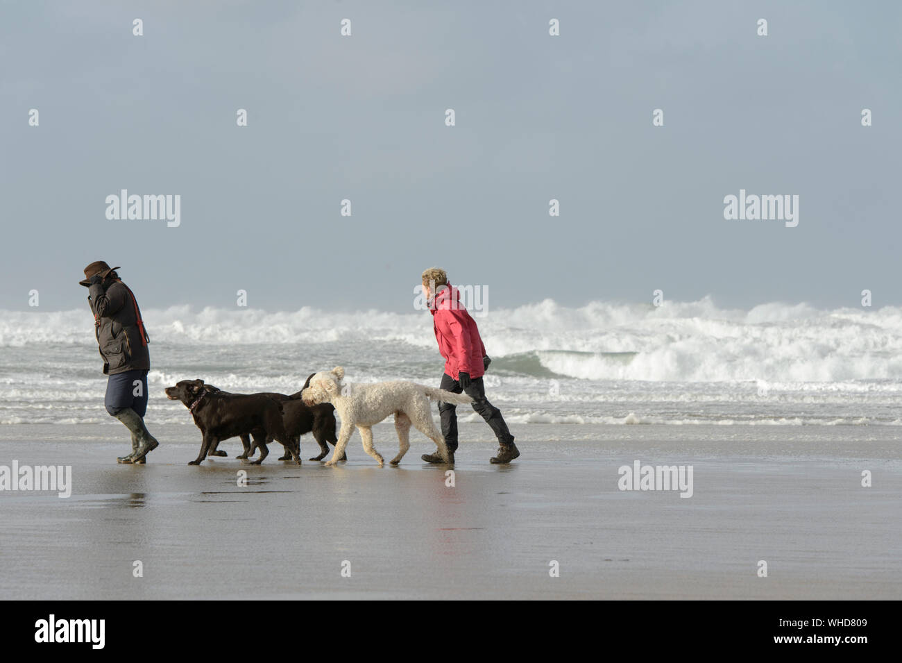 Gehen die Hunde an einem windigen Strand in Cornwall mit einem stürmischen Meer Stockfoto