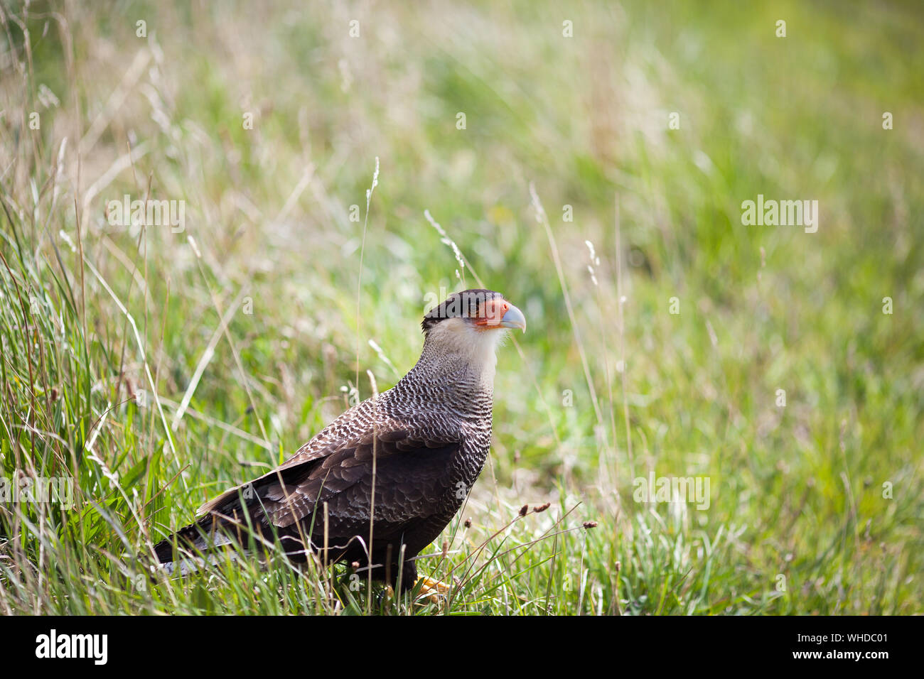 Southern Crested Karakara, Feuerland, Patagonien, Chile Stockfoto