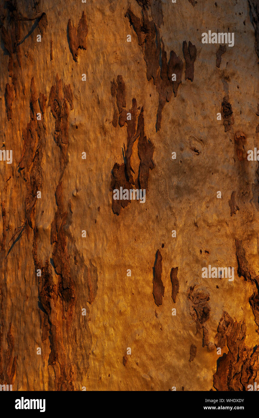 Eukalyptus Baumstamm, in der Nähe der Rinde, abstrakte Textur Stockfoto