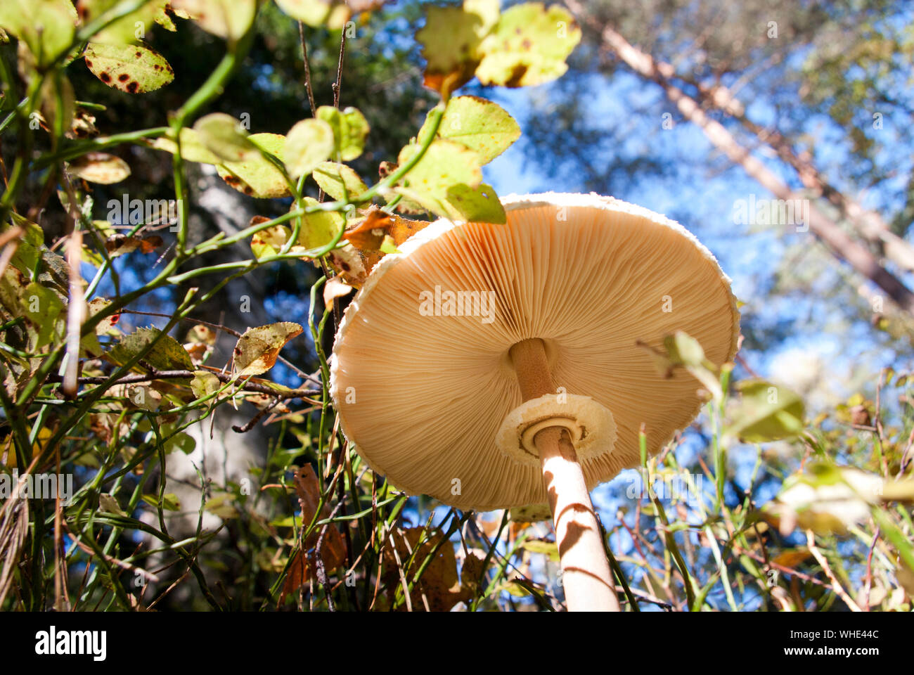 Sonnenschirm Pilz (Macrolepiota procera) in den Wald, Pilze sammeln, Ansicht von unten Stockfoto