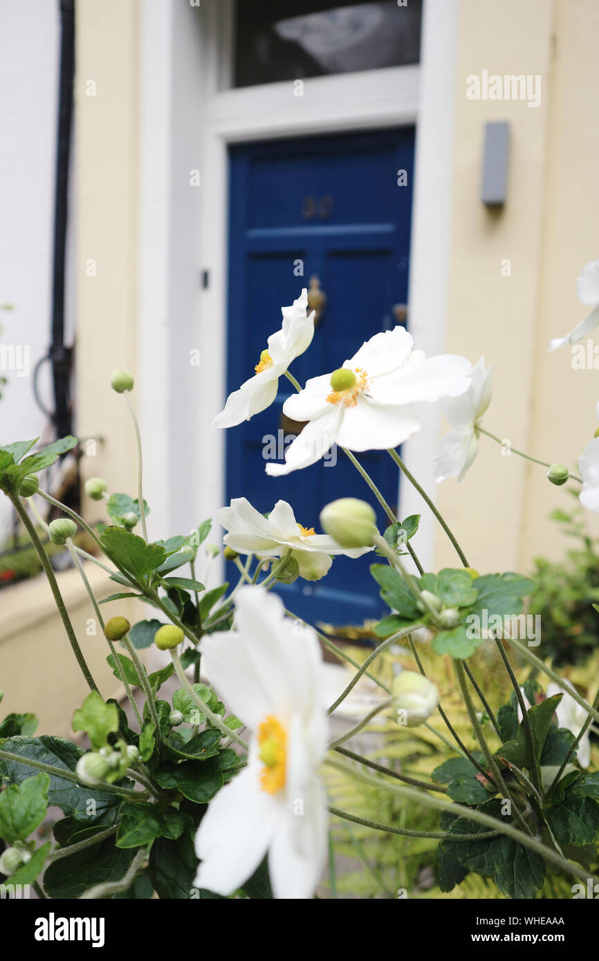 Weiße Blumen und blauen Türen in Notting Hill Stockfoto