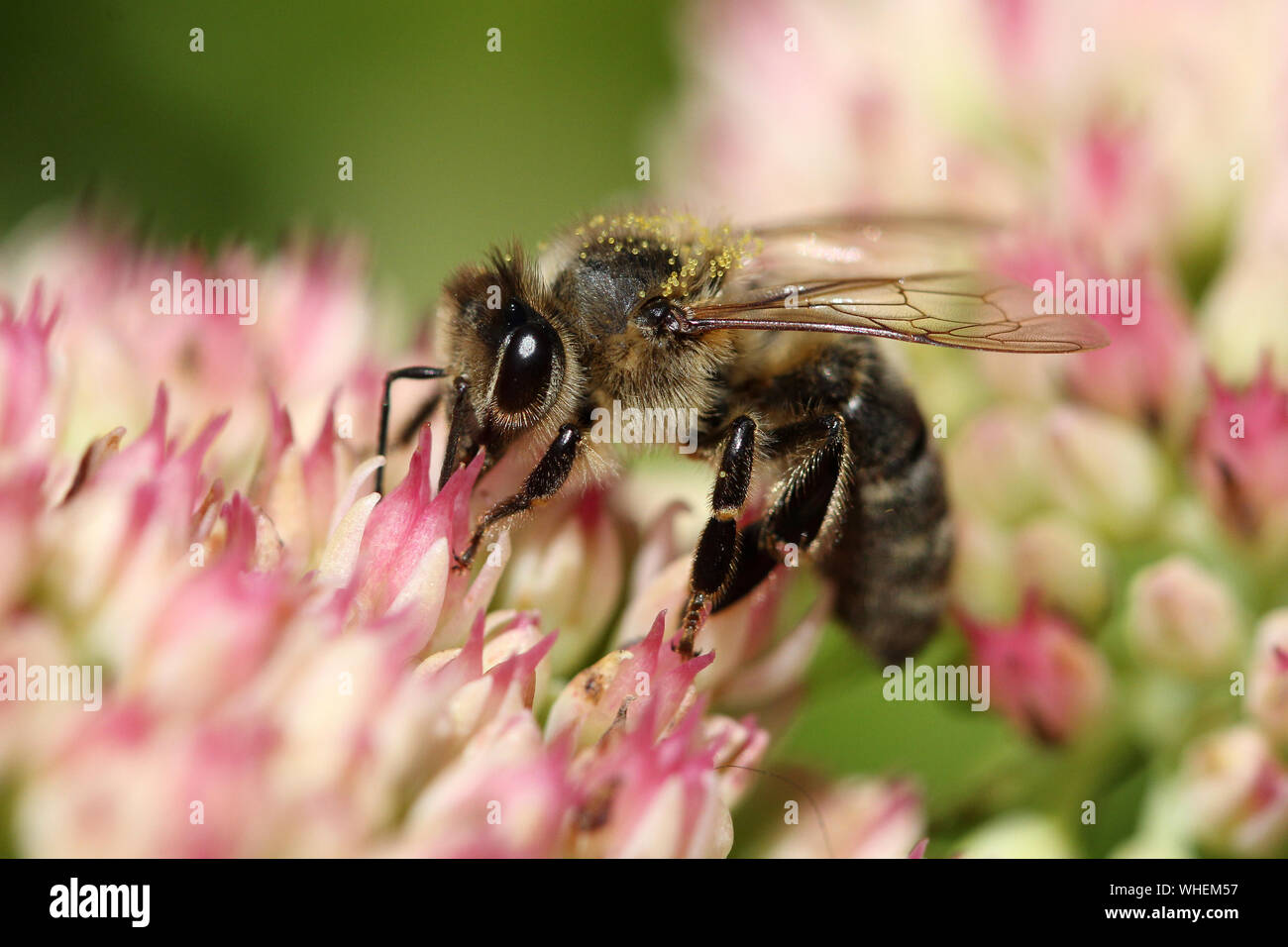 Westliche (europäische) Honigbiene - Apis mellifera, die sich von rosafarbener Blume ernähren Stockfoto