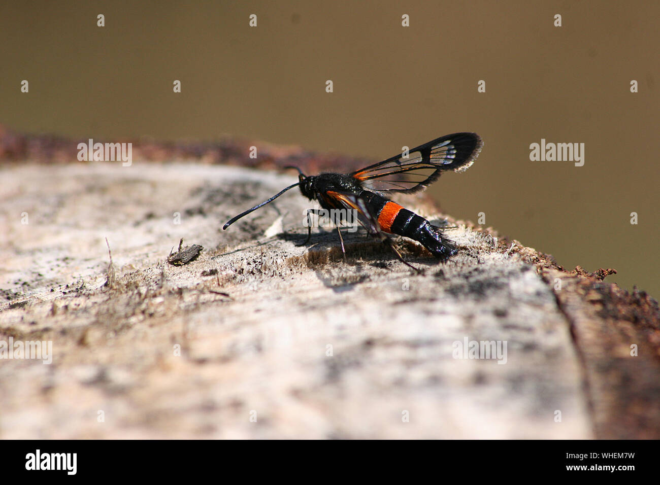 Weibliche Große Rotbelle Clearwing (Synanthedon culiciformis) am Stamm Stockfoto