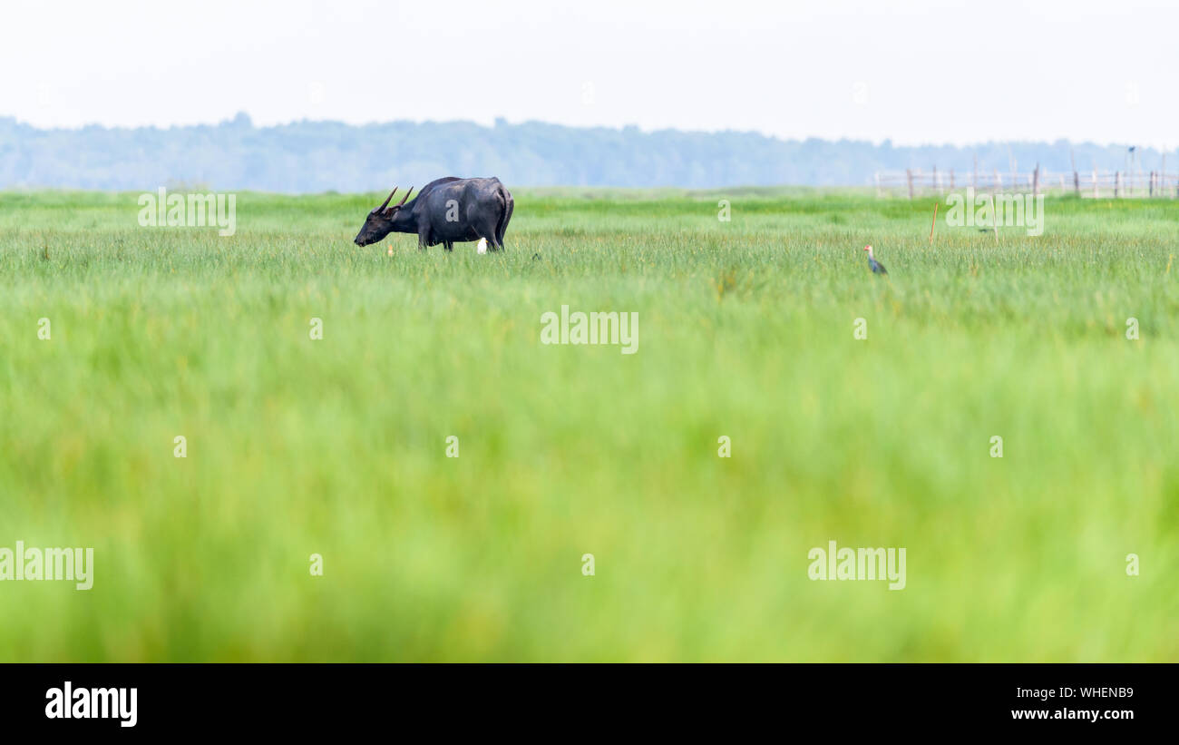 Natur Landschaft, grüne Wiese im ländlichen Thailand und Wasserbüffel oder Bubalus bubalis" ist ein Landwirt pet sind Links auf der Weide allein, 16 weiden: 9 W Stockfoto