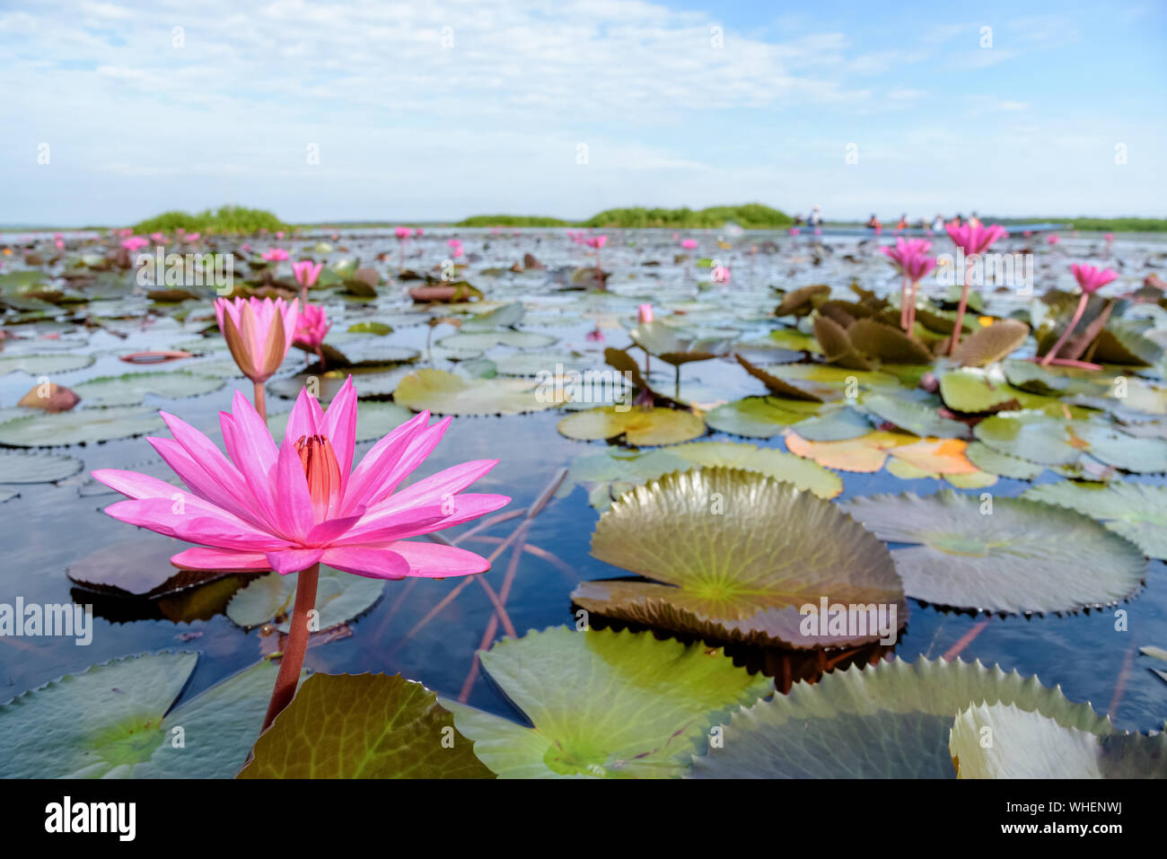 Schöne Natur Landschaft mit vielen roten Lotusblumen, Nahaufnahme, Indianer oder Seerose Nymphaea Lotus in den Teich an Thale Noi Wasservögel Reserve Park Stockfoto