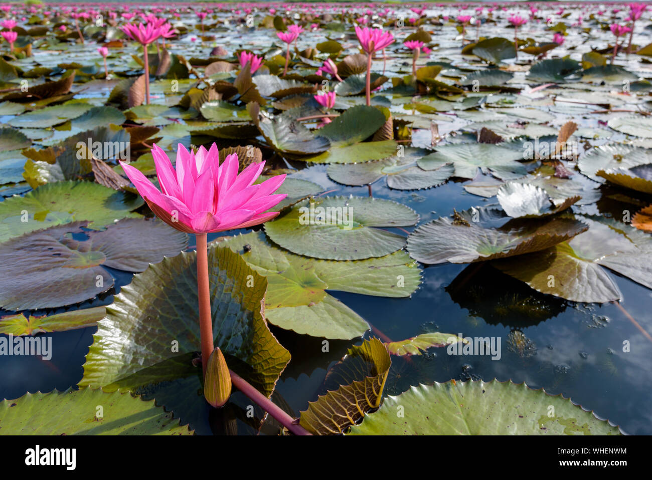 Schöne Natur Landschaft mit vielen roten Lotusblumen, Nahaufnahme, Indianer oder Seerose Nymphaea Lotus in den Teich an Thale Noi Wasservögel Reserve Park Stockfoto