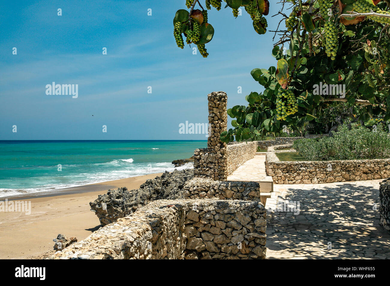 Strand Weinanbau in der Nähe der Küste Stockfoto