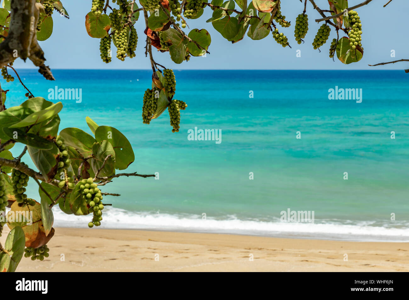 Strand Weinanbau in der Nähe der Küste Stockfoto