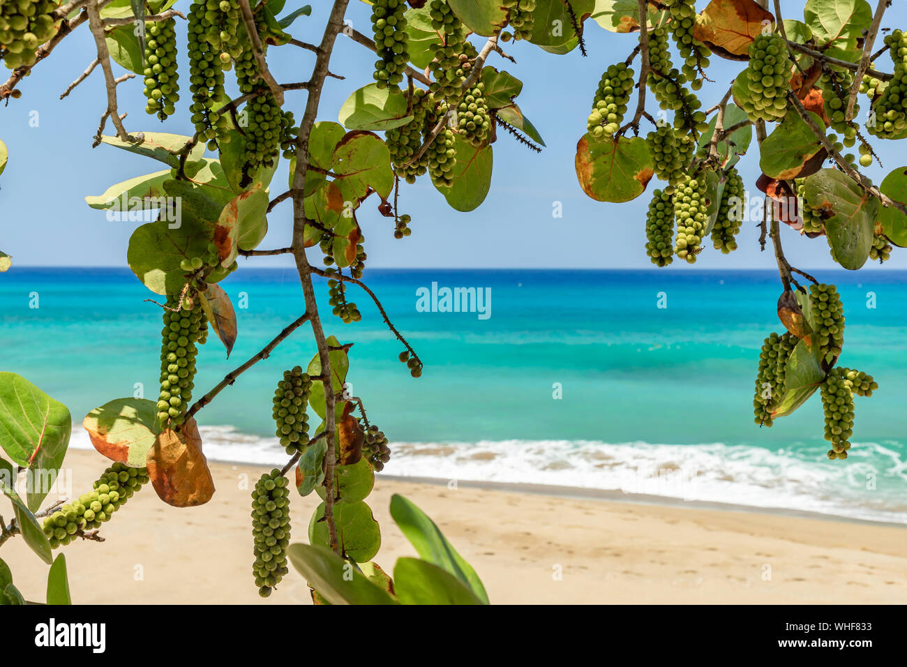 Strand Weinanbau in der Nähe der Küste Stockfoto