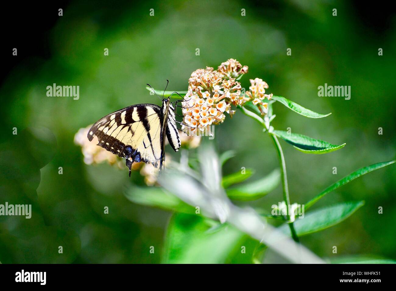 Schwalbenschwanz Schmetterling Schmetterling, gelb Stockfoto