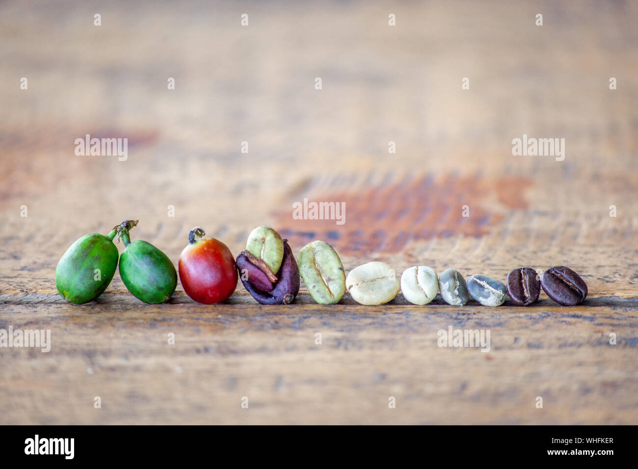 Die Phasen der Kaffeebohne aus Obst zur gerösteten Bohne Stockfoto