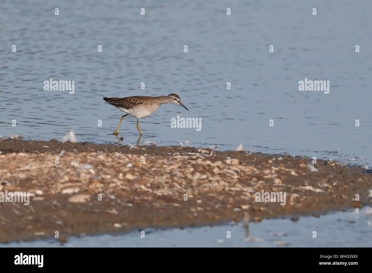 Bruchwasserläufer Stockfoto