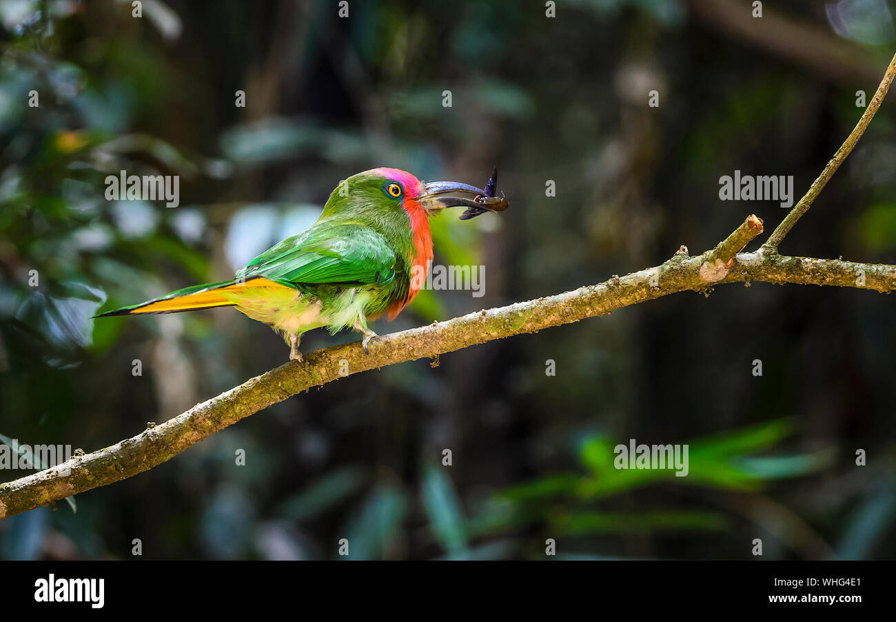 Rot Bartgeier Bienenfresser Vogel In Thailand Vogel In Thailand Stockfotografie Alamy