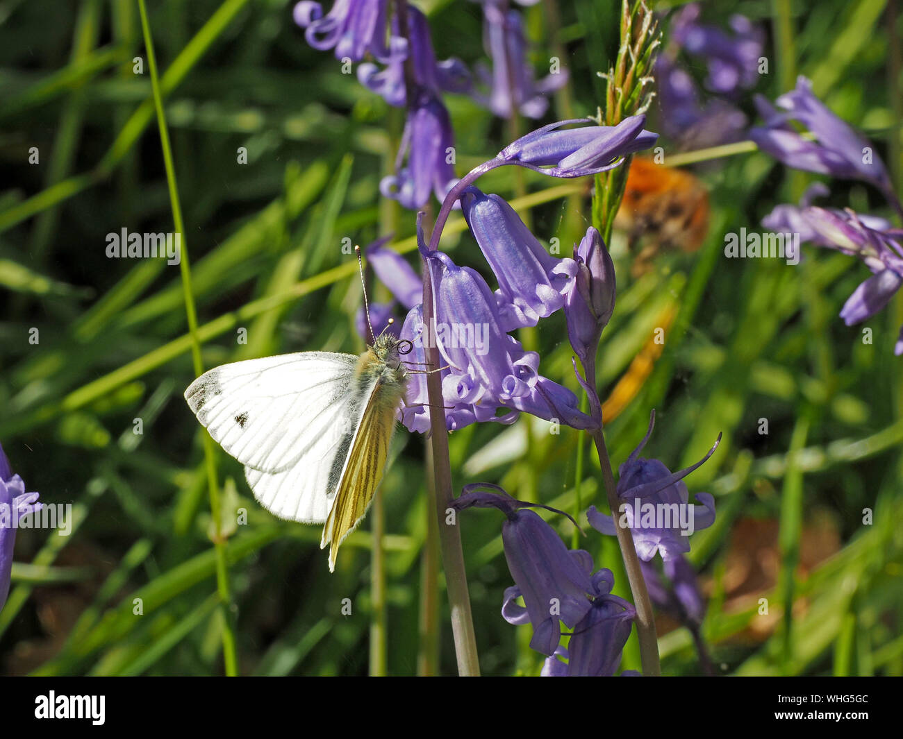 Rapsweißling Schmetterling (Pieris napi) mit gerollter Rüssel visits Bluebells (Hyacinthoides non-scripta) im Sonnenschein in Cumbria, England, Großbritannien Stockfoto