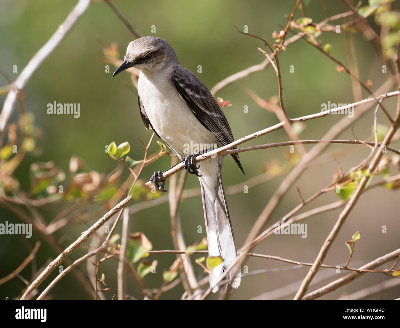 Tropischen Spottdrossel (Mimus Gilvus) Stockfoto