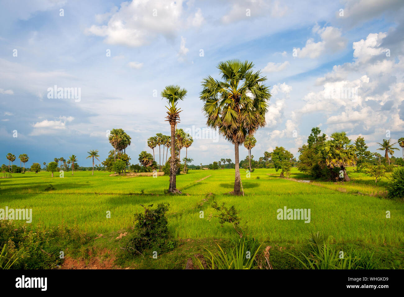 Ländliche asiatischen Landschaft mit Palmen und die Reisfelder. Stockfoto