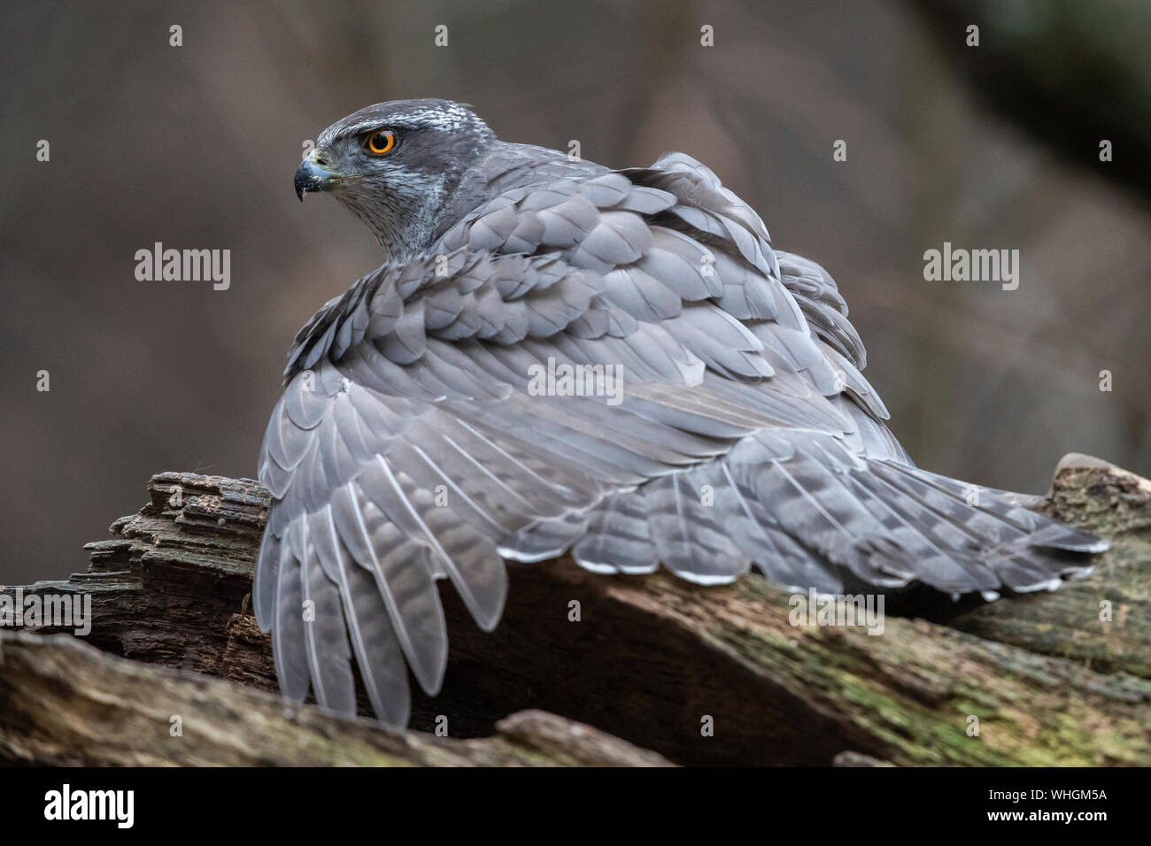 Northern Habicht (Accipiter gentilis), erwachsene Helmdecke seine Beute Stockfoto