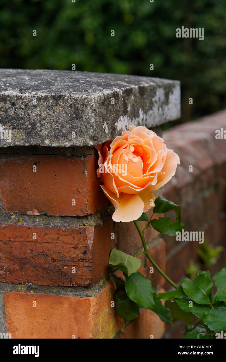 Single Pfirsichfarbene Rose lehnte sich an eine Wand. Stockfoto