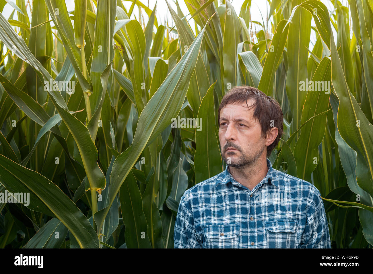 Zuversichtlich mais Bauer im Feld posieren. Portrait von Stattlichen erwachsenen männlichen Agronom in kultivierten Mais Ernte der Plantage. Stockfoto