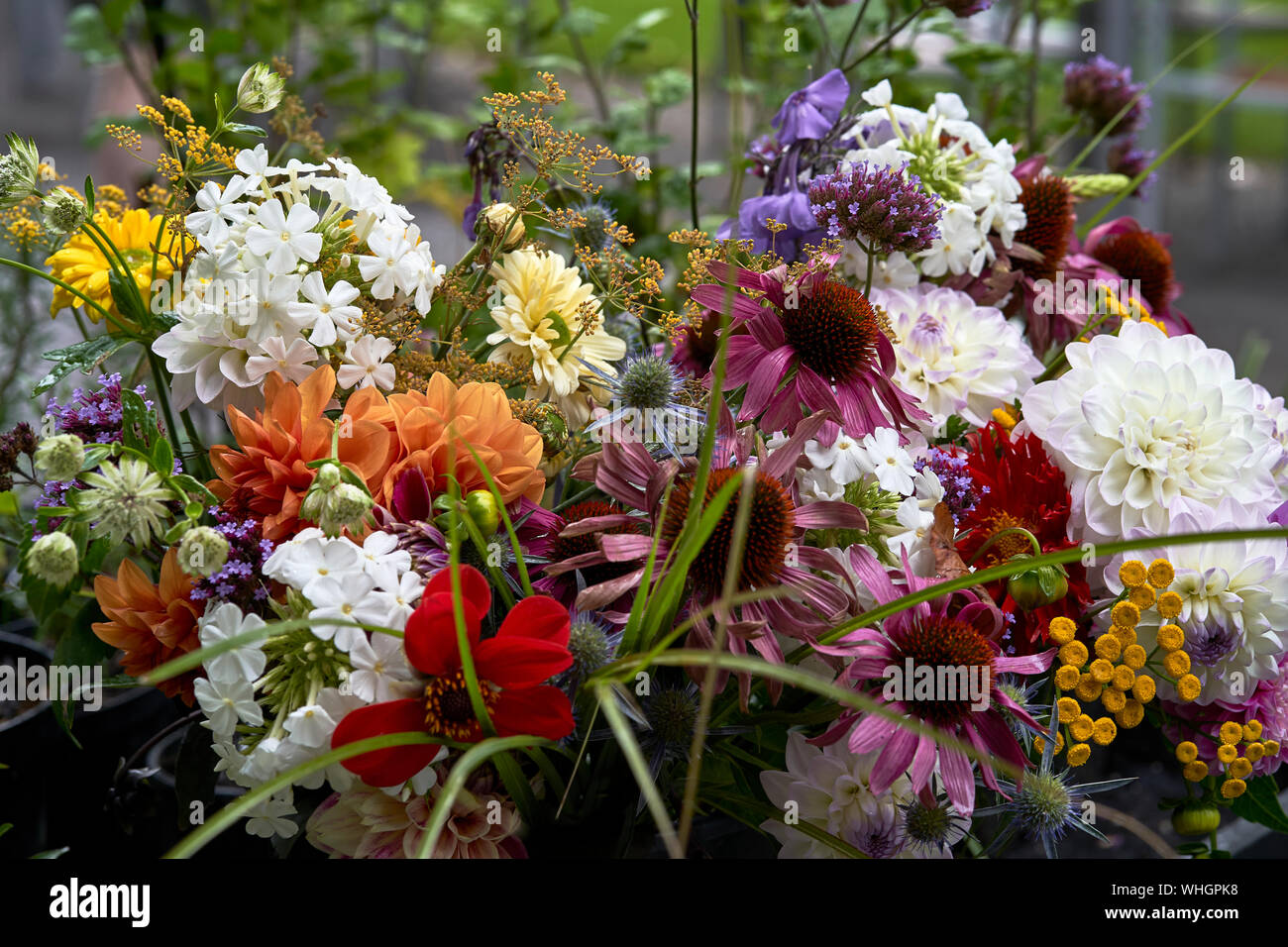 Frisch Blumen für den Verkauf geschnitten Stockfoto