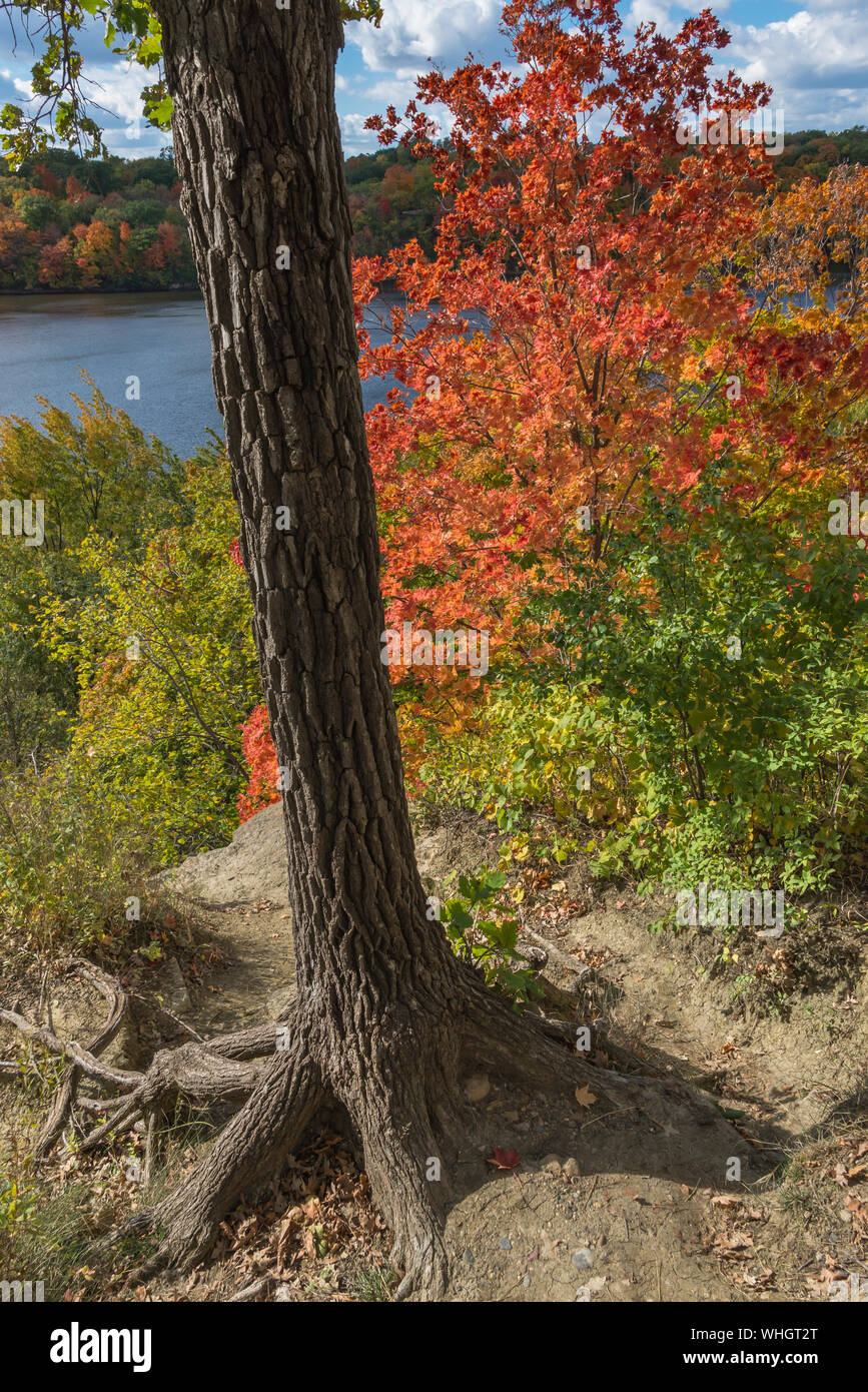 Baumstamm mit freiliegenden Wurzeln am Rand der Klippe mit farbenfrohen roten Herbstlaub und Wasser im Hintergrund Stockfoto