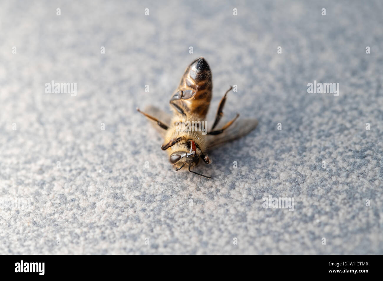 Tot Honigbiene, Apis melifera, auf Plan Hintergrund isoliert, bienenvergiftungen und Vernichtung, gefährlichen Einsatz von Pestiziden und Insektiziden Stockfoto