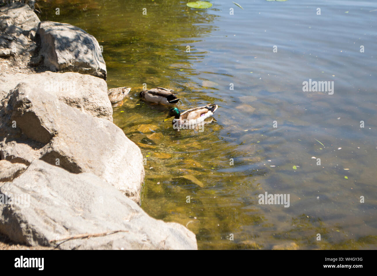 Ein paar Enten an einem heißen Tag Stockfoto
