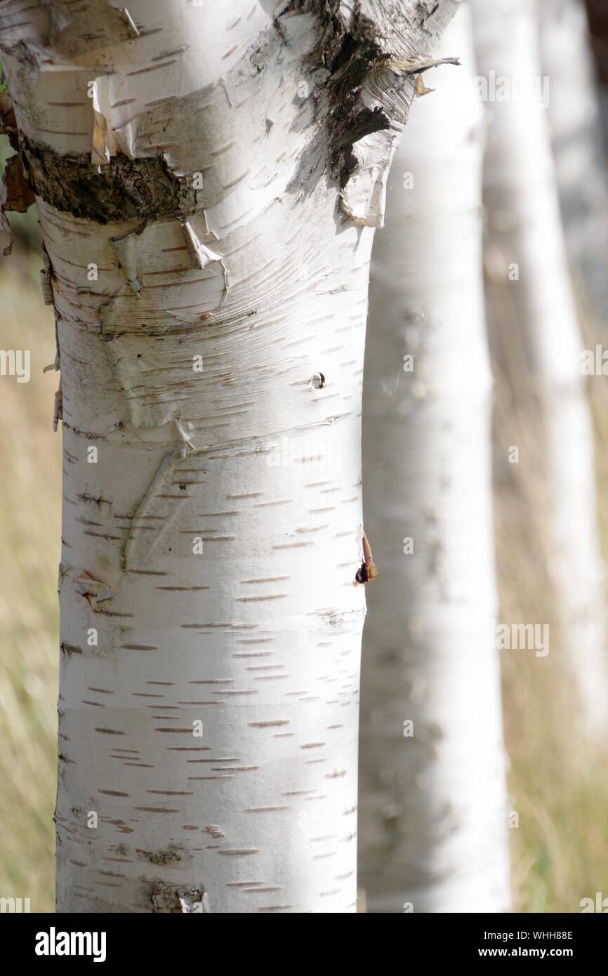 Nahaufnahme der Amtsleitungen aus einer Reihe von weißen Birken im Sonnenschein. Birken sind für Ihre attraktive weiße Rinde bekannt. Stockfoto