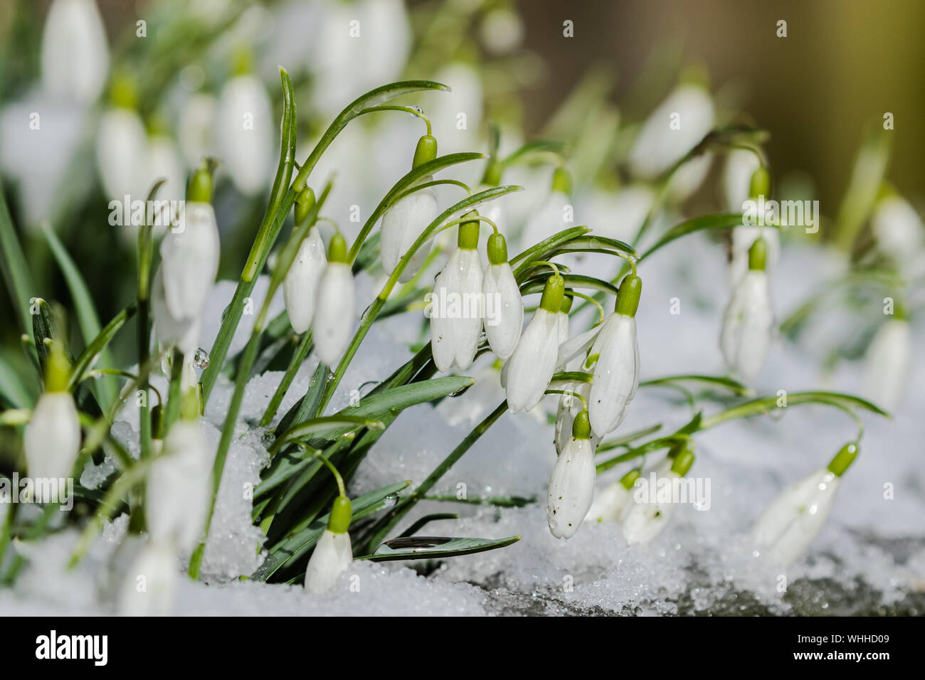 Schneeglöckchen im Schnee (UK). Stockfoto