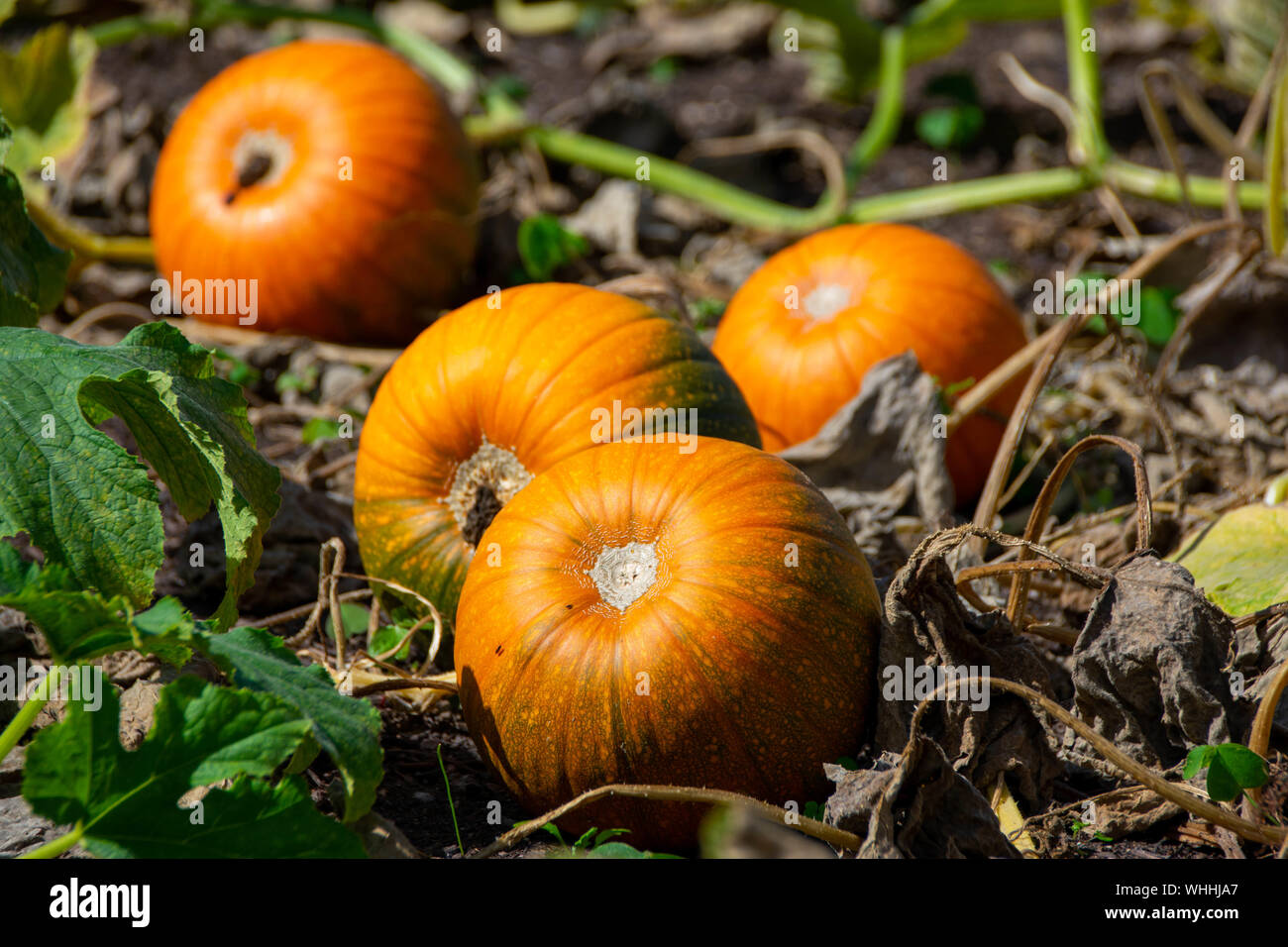 Pumpkin Patch mit vier lecker aussehenden Kürbisse reichen in hellen Farben orange und grün, Wachsen und Reifen in einem organischen Gemüsegarten. Stockfoto