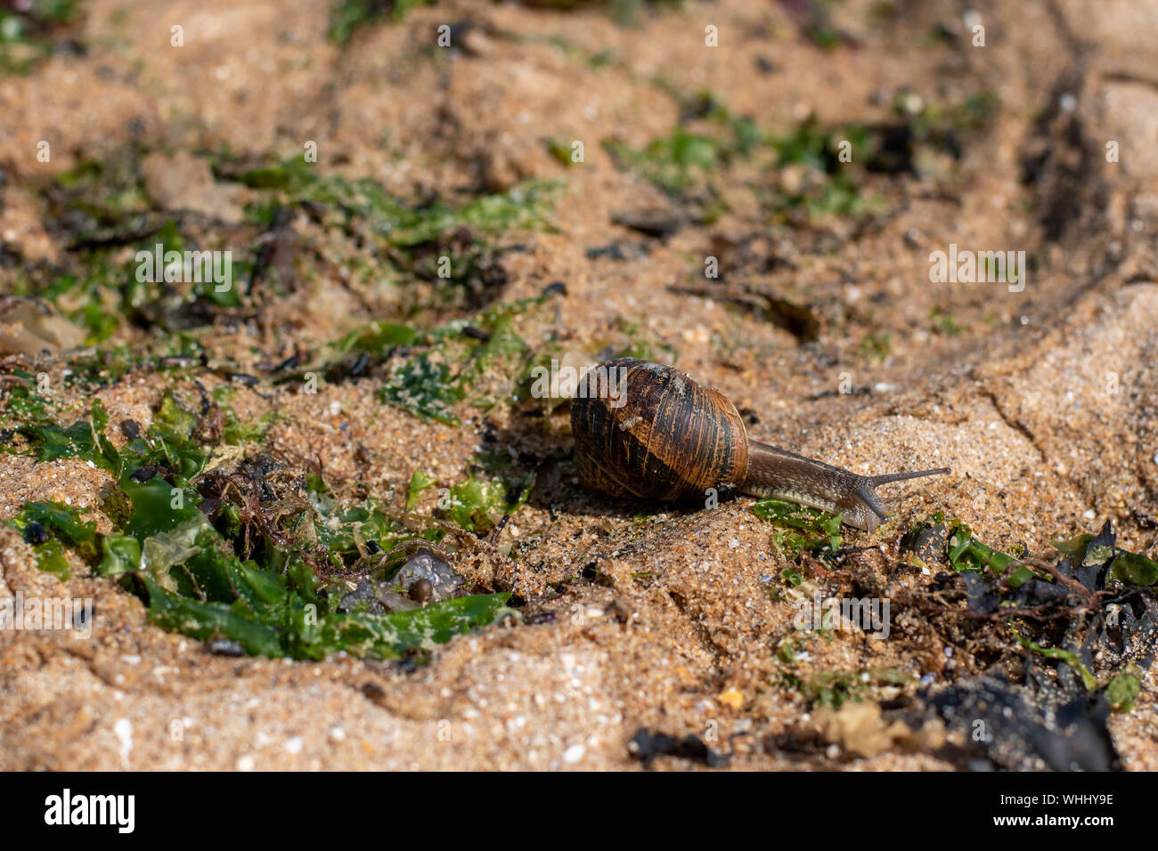 Seeschnecke an der britischen Küste - Strand in der Nähe von Margate in Kent Stockfoto