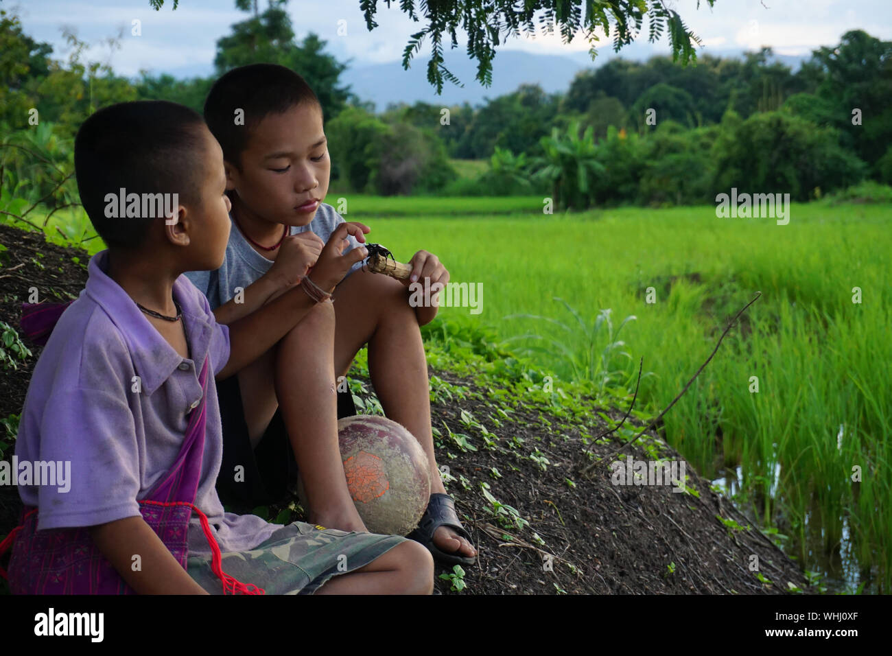 Brüder spielen Mit Insekt Sitzen auf Feld Stockfoto