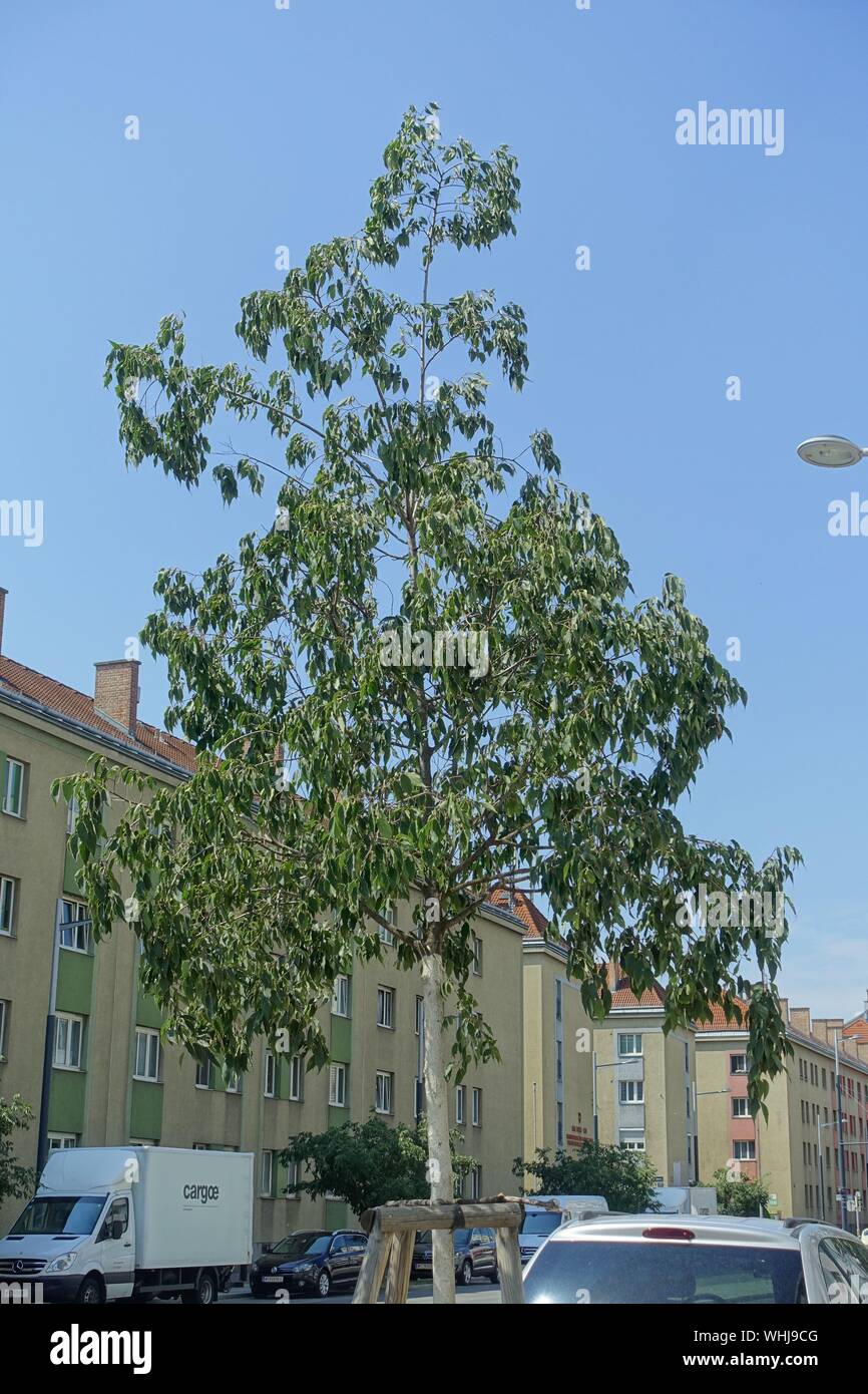 Wien, Sonnwendviertel, trockener Stadtbaum Stockfoto