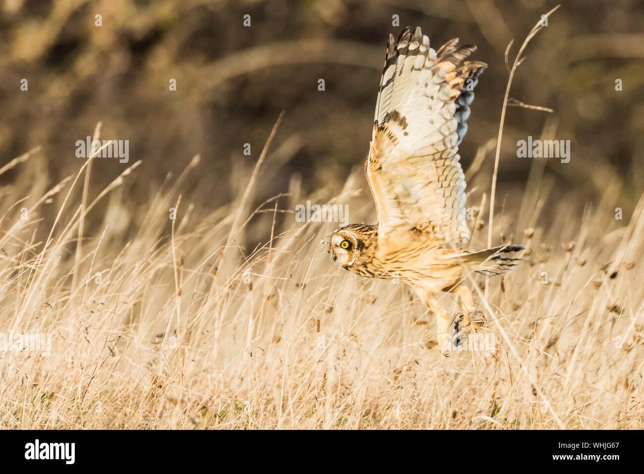 Short eared owl, Jagd an der Portland Bill, Dorset. Aus Gras mit Beute. Stockfoto