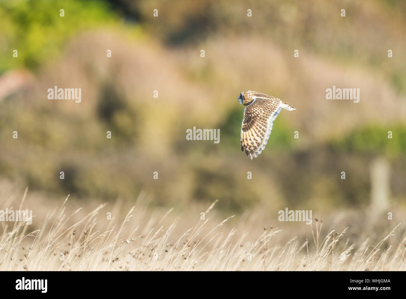 Short eared owl, Jagd an der Portland Bill, Dorset, Seitenansicht. Stockfoto